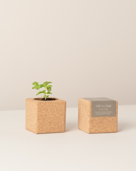 Image de Grow Cube Basilic