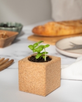 Image de Grow Cube Basilic