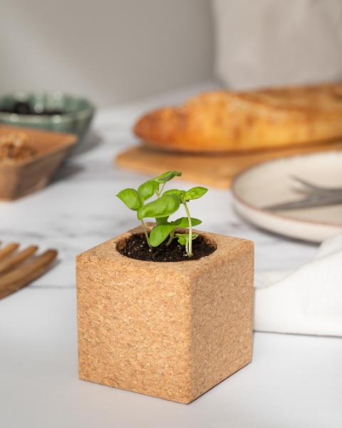 Image de Grow Cube Basilic