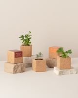 Image de Grow Cube Basilic
