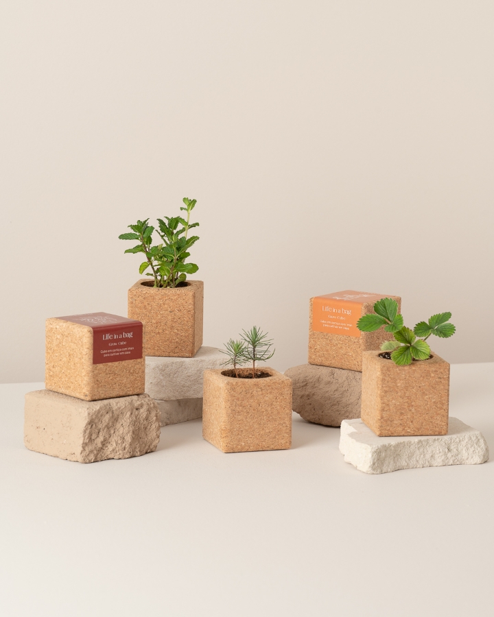 Image de Grow Cube Basilic