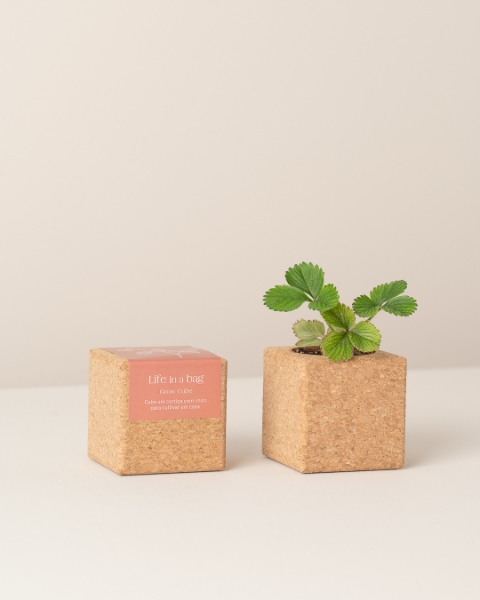 Image de Grow Cube Fraises