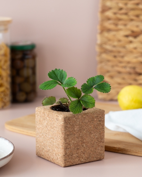 Image de Grow Cube Fraises
