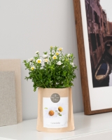 Bild von Blumensamen - Packung mit 4