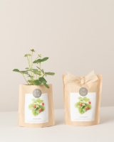 Grow your own strawberries in this bag