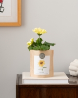 Bild von Blumensamen - Packung mit 4