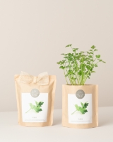 Imagem de Grow Bag Salsa