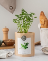 Imagem de Grow Bag Salsa