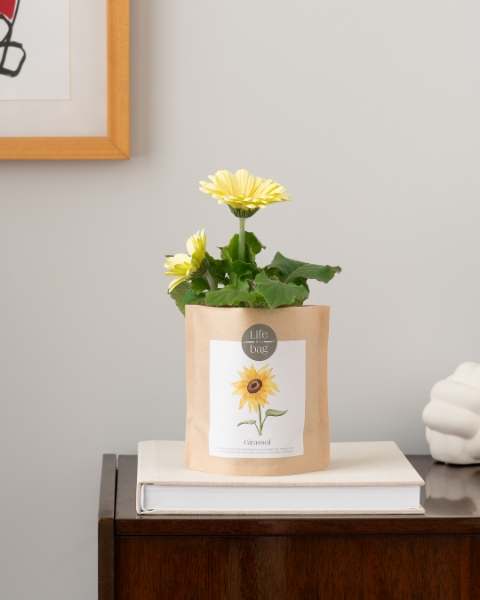 Imagem de Grow Bag Girassol