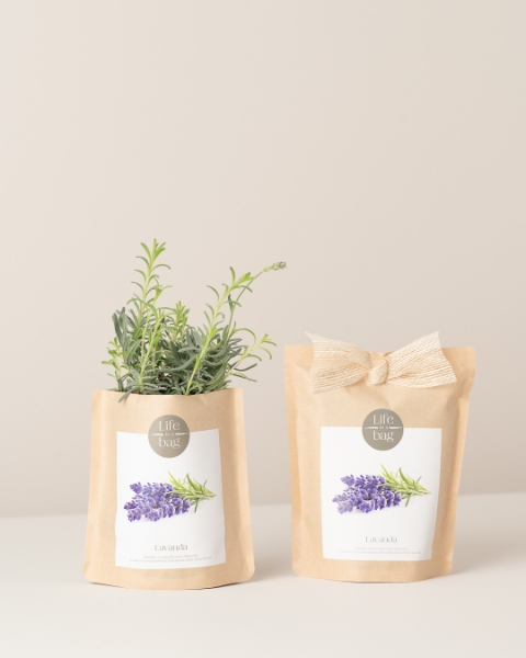 Imagem de Grow Bag Lavanda