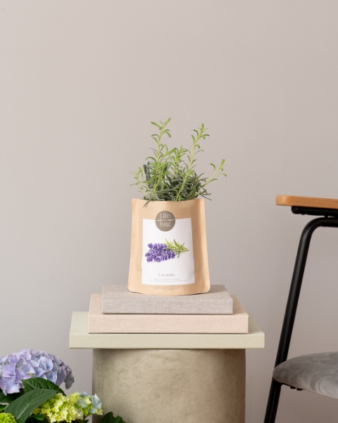 Imagem de Grow Bag Lavanda