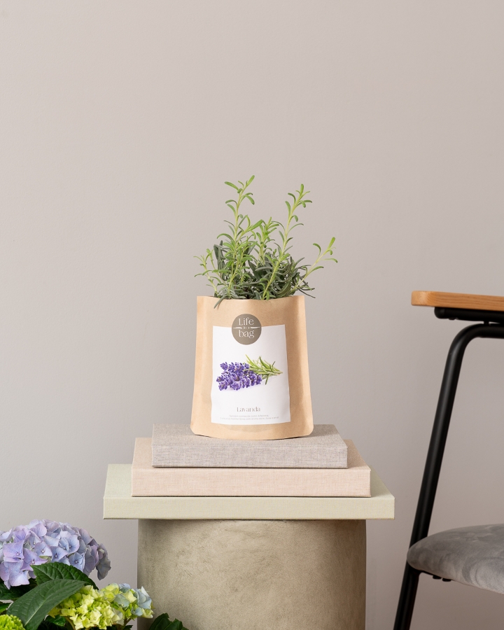Imagem de Grow Bag Lavanda