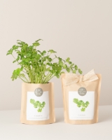 Imagem de Grow Bag Coentros