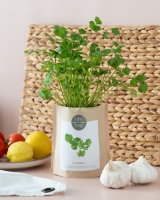 Imagem de Grow Bag Coentros