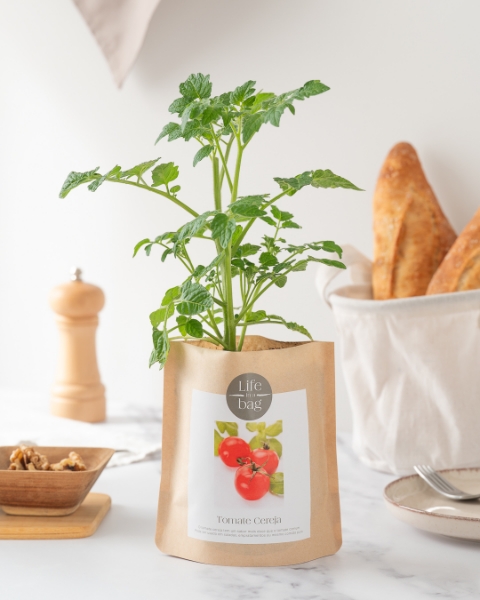 Image de Grow Bag Tomate Cerise