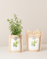 Imagem de Grow Bag Oregãos