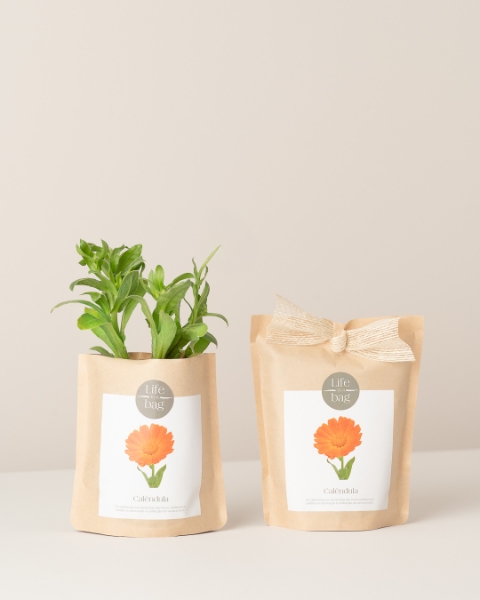 Imagem de Grow Bag Calêndula