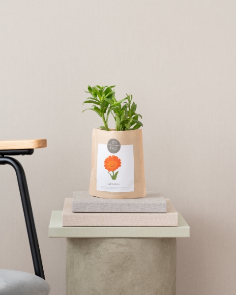 Imagem de Grow Bag Calêndula