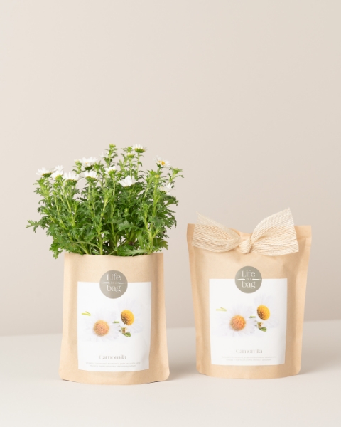 Imagem de Grow Bag Camomila