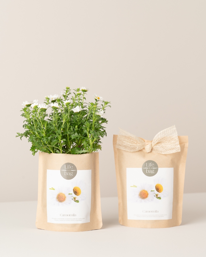 Imagem de Grow Bag Camomila