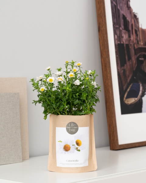 Imagem de Grow Bag Camomila