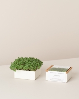 Imagem de Microvegetais Uno Agrião