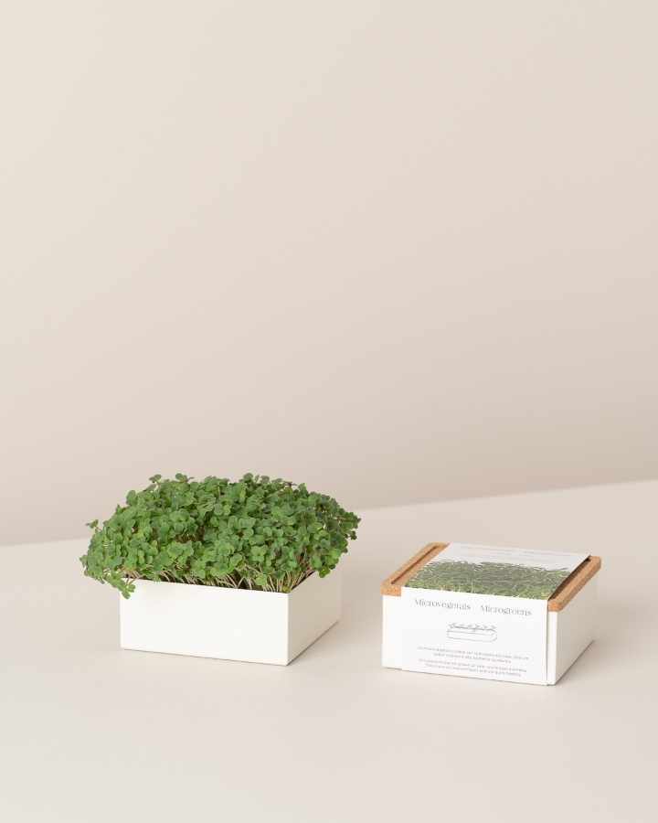Imagem de Microvegetais Uno Agrião