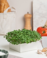 Imagem de Microvegetais Uno Agrião