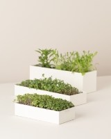 Imagem de Microvegetais Uno Rabanete