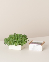Imagem de Microvegetais Uno Rabanete