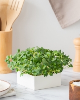 Imagem de Microvegetais Uno Rabanete