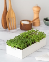 Imagem de Microvegetais Duo Agrião e Rúcula