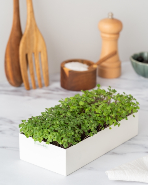 Imagem de Microvegetais Duo Agrião e Rúcula