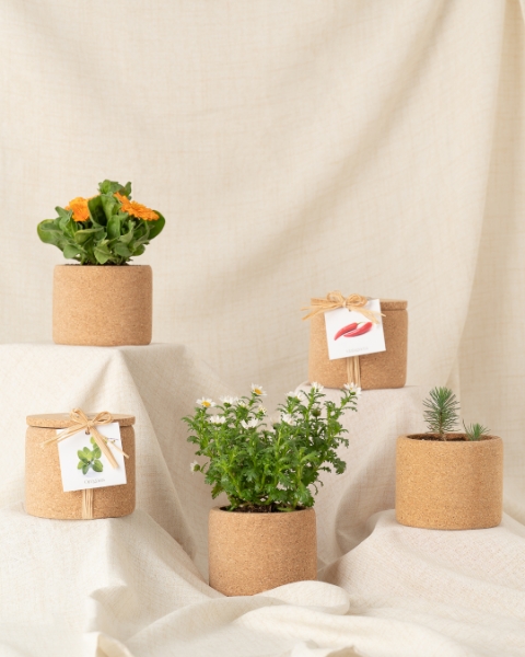 Grow Cork