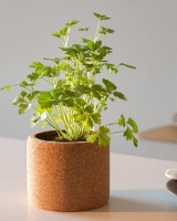 Imagem de Grow Cork Salsa