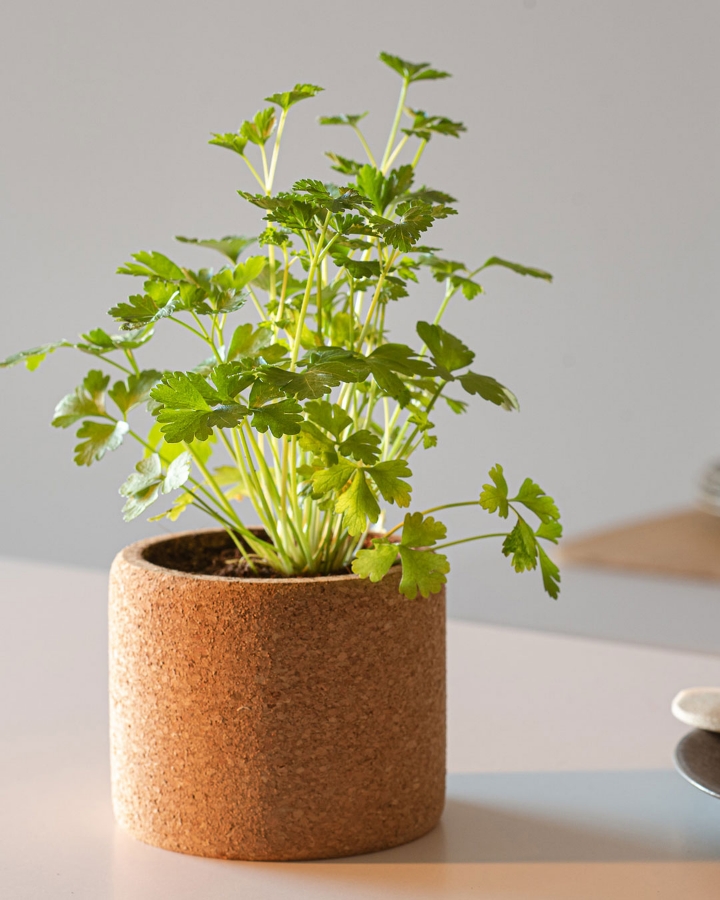 Imagem de Grow Cork Salsa