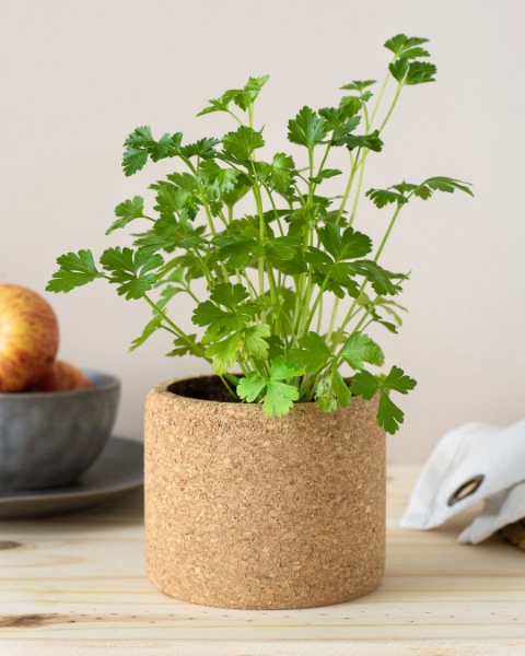 Image de Grow Cork Persil