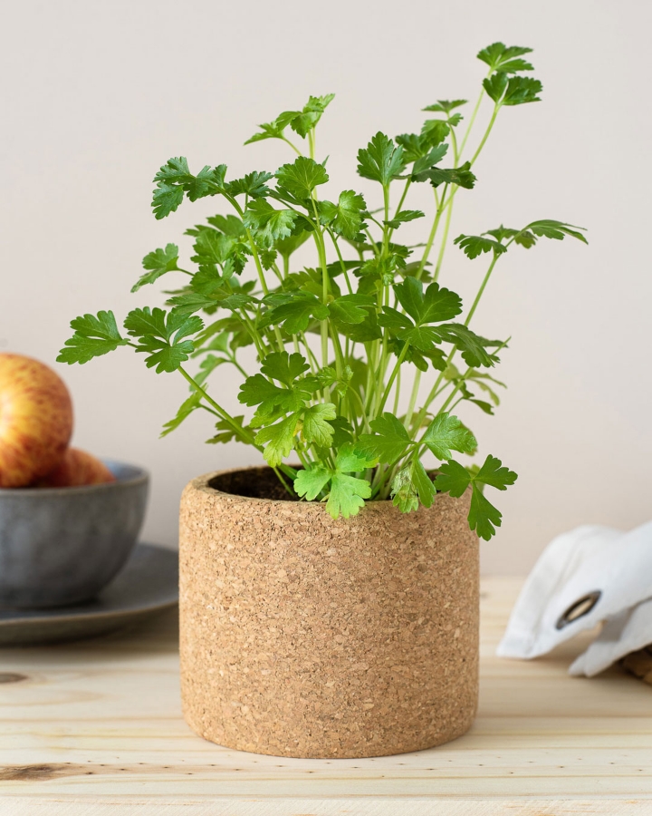 Imagem de Grow Cork Salsa