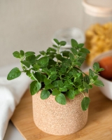 Imagem de Grow Cork Oregãos