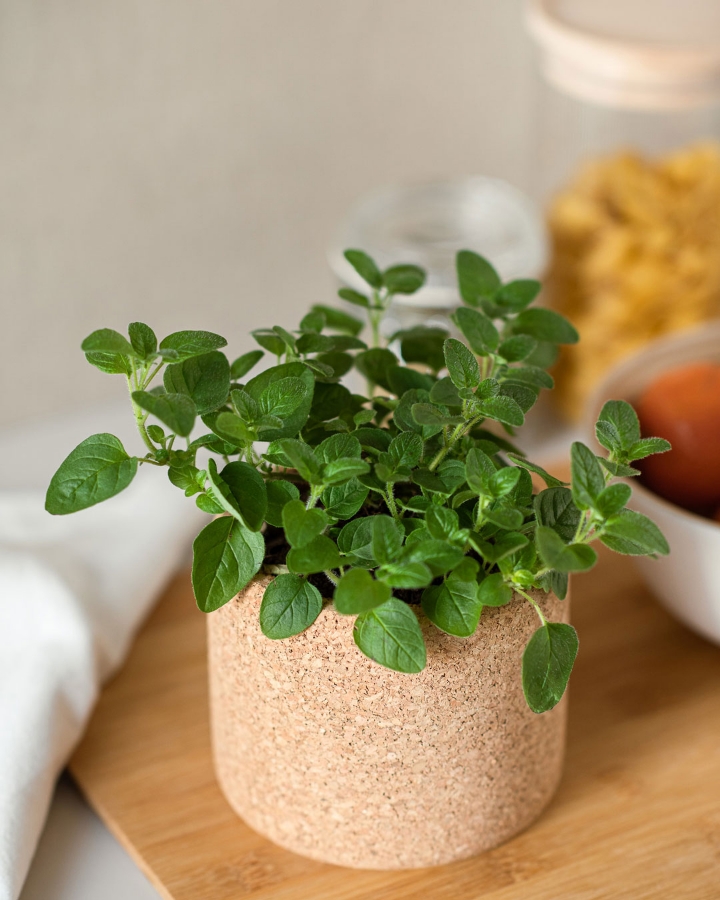 Imagem de Grow Cork Oregãos