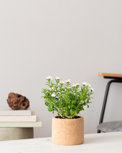 Image de Grow Cork Camomille