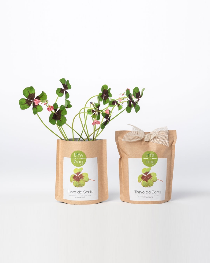 Grow Bag Trevo da Sorte - Good luck clover