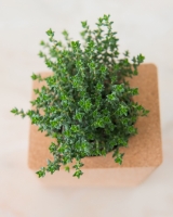 Image de Grow Block Menthe et Thym