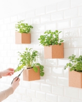 Image de Grow Block Menthe et Thym
