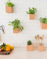 Imagem de Grow Block Manjericão e Coentros