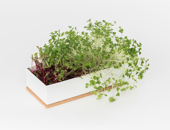 The benefits of microgreens for healthy eating The benefits of microgreens for healthy eating