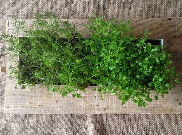 What should I plant in July? What should I plant in July?