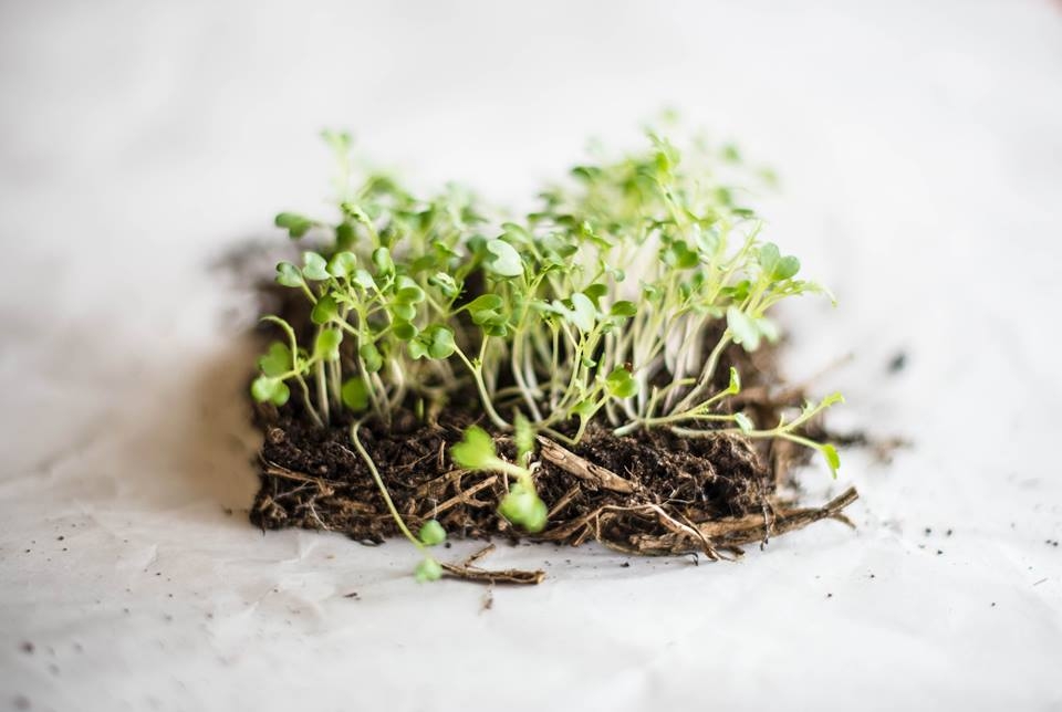 Microgreens