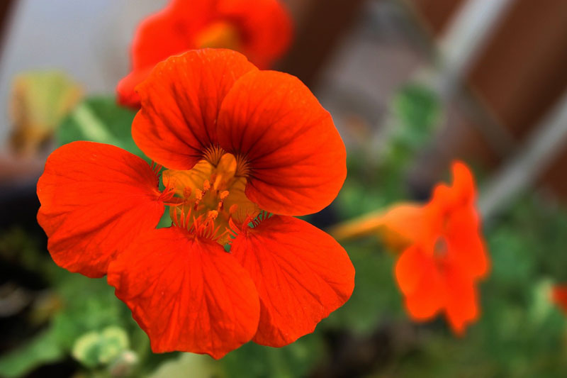 Edible flowers? Try it! Edible flowers? Try it!